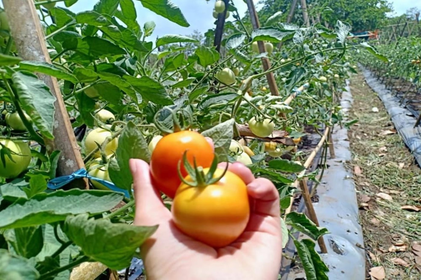 Catat! 5 Makanan Super untuk Kurangi Risiko Penyakit Jantung Anda