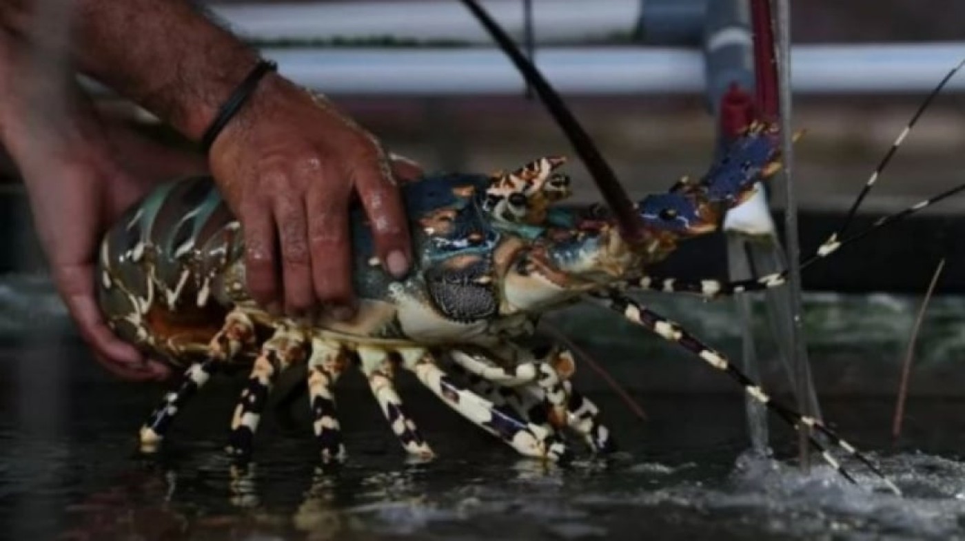 Penemuan 7 Spesies Baru Lobster Air Tawar di Harta Karun Papua: Pusat Evolusi Terungkap