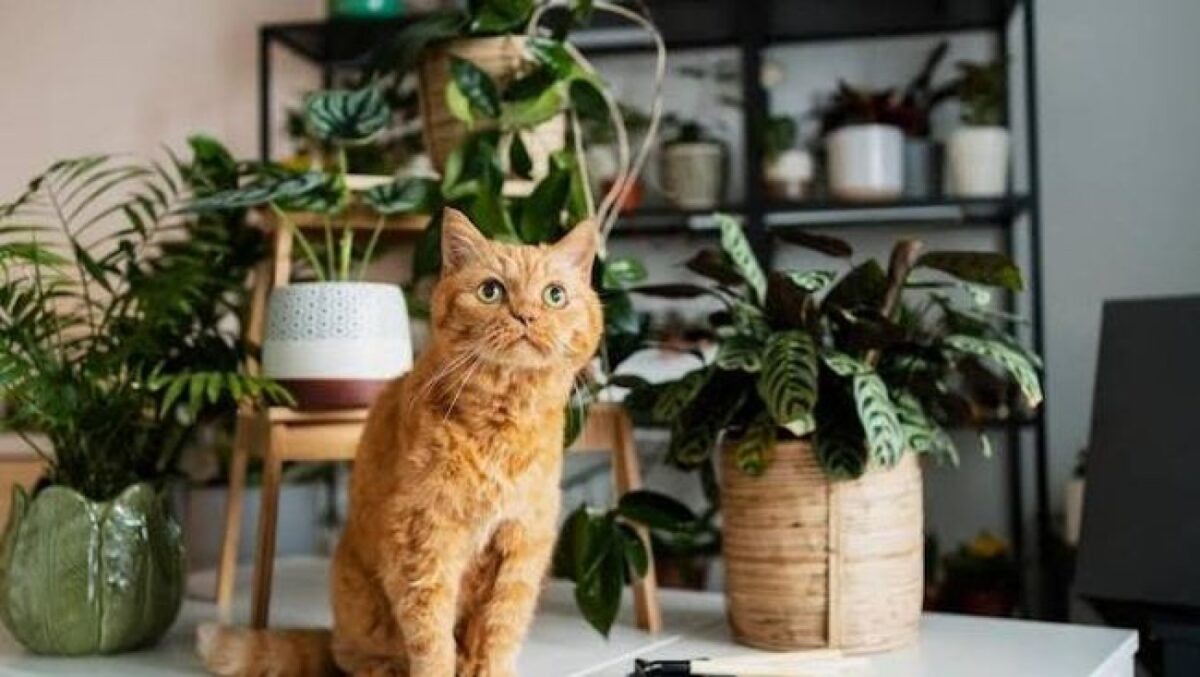 Hati-hati, 8 Tanaman Ini Bisa Berbahaya bagi Kucing di Rumah! Wajib Tahu Pemiliknya
