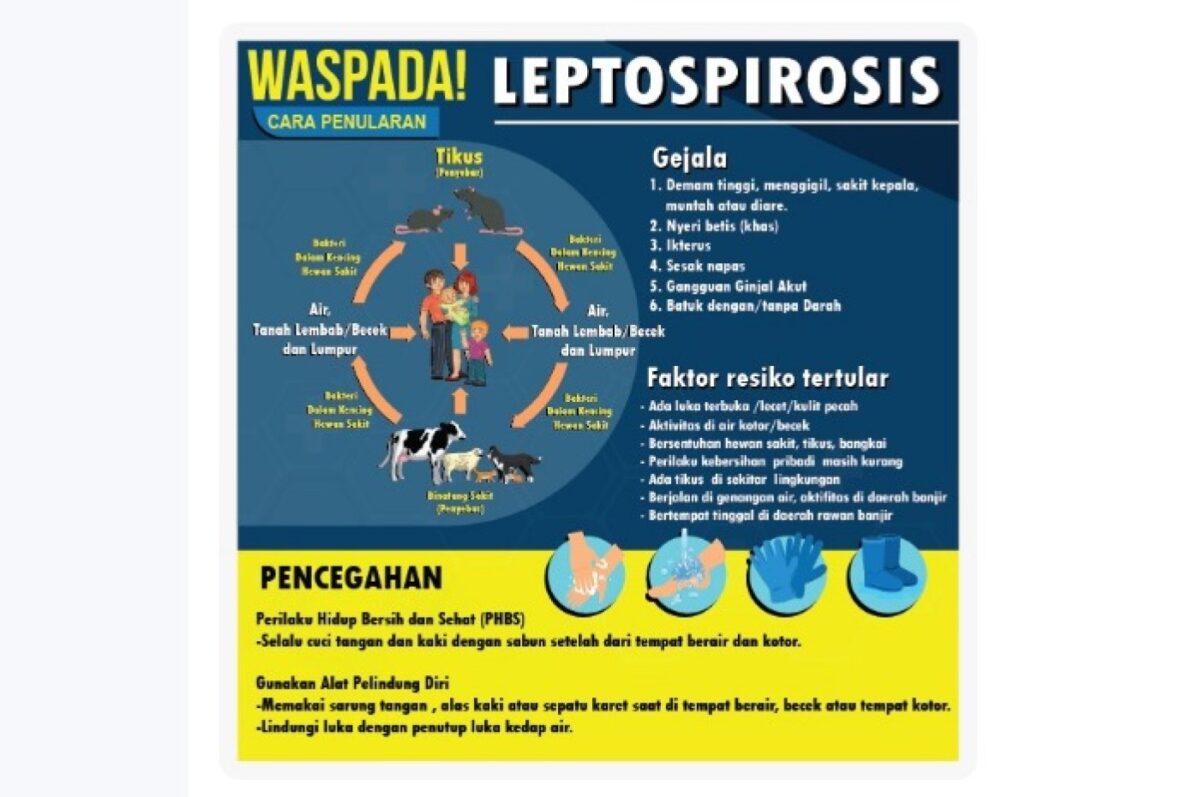 Kasus Leptospirosis Meningkat Pesat di Klaten pada Tahun 2025