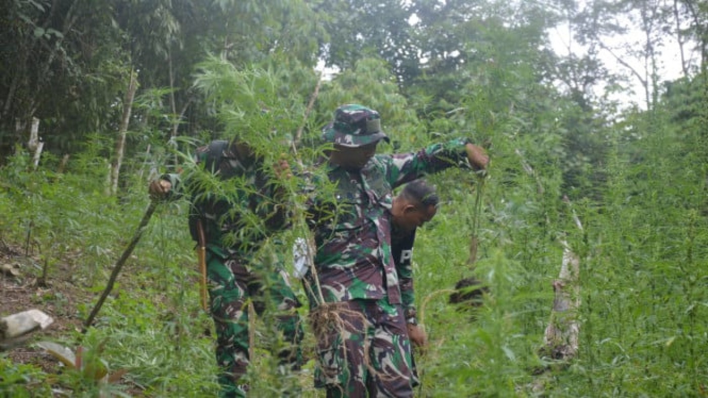 Geger Ladang Ganja di Perbukitan Sumut, TNI Ungkap 30 Ribu Batang Siap Panen