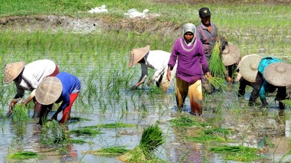 Produksi Padi Indonesia Kalah dari Vietnam, Imbas Ketergantungan Pupuk Kimia?