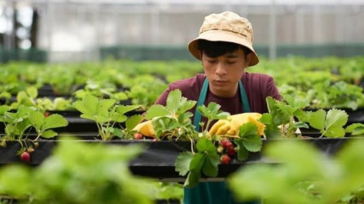 Profesi Petani Meningkat di 2025: 7 Alasan Mengapa Banyak yang Kembali Minat