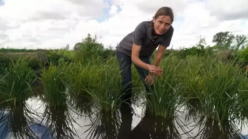 Eksperimen Petani Inggris Sukses Kembangkan Padi Tumbuh Subur di Iklim Dingin
