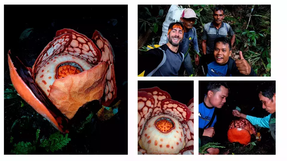 Penampakan Langka Rafflesia hasseltii di Sumbar Bikin Warga dan X Gempar, Ini Faktanya