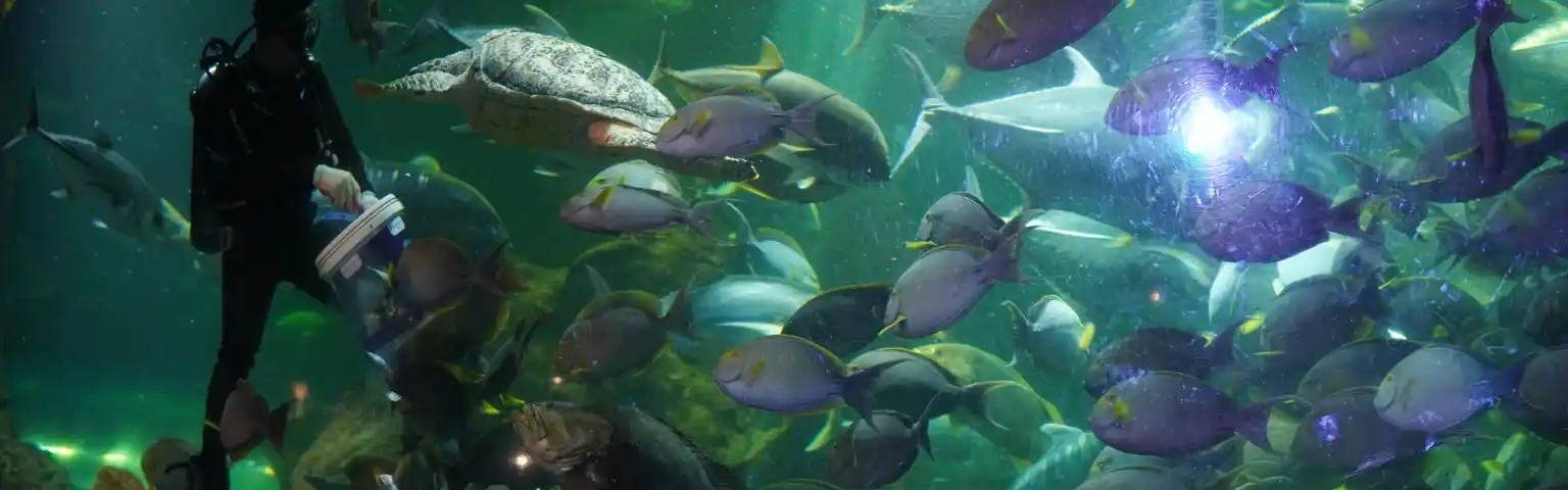 6 Aquarium Terbaik di Jakarta: Destinasi Wisata Bawah Laut Seru di Tengah Kota