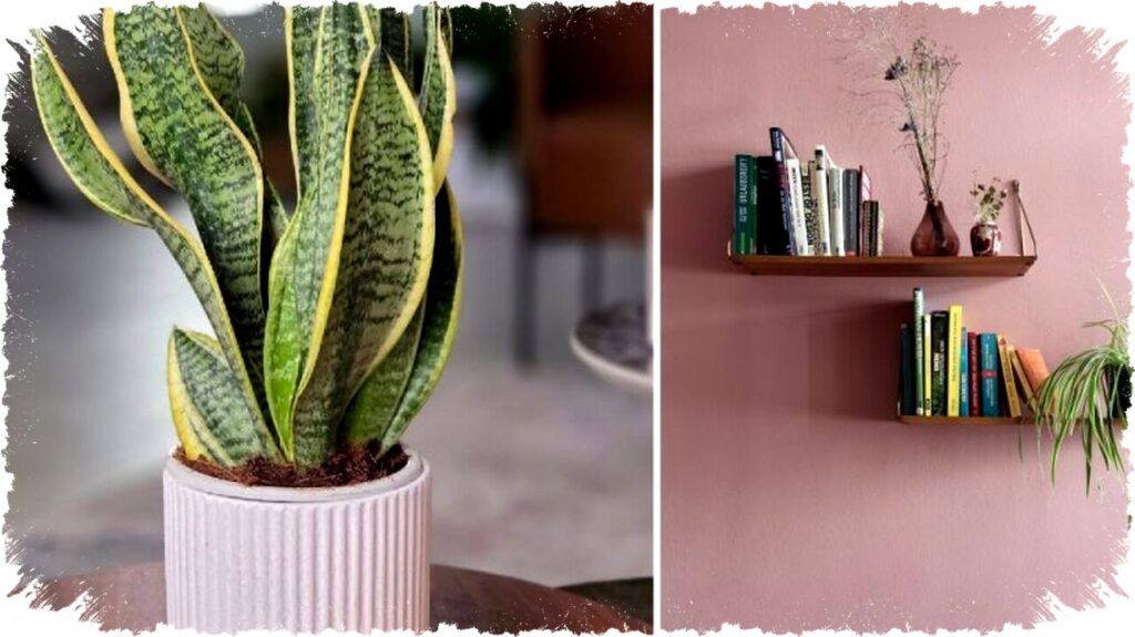 5 Jenis Tanaman di Pot Kecil yang Cantik, Mudah Dirawat, & Cocok untuk Pemula