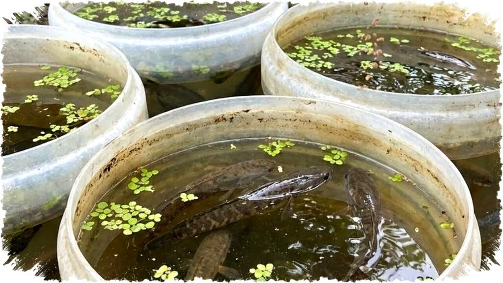 7 Ikan Air Tawar Konsumsi untuk Pemula: Mudah Dipelihara, Cepat Panen & Menguntungkan