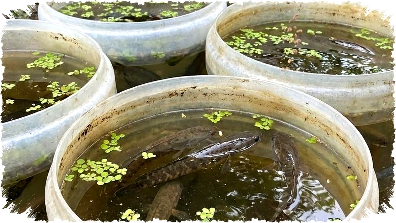 7 Ikan Air Tawar Konsumsi untuk Pemula: Mudah Dipelihara, Cepat Panen & Menguntungkan