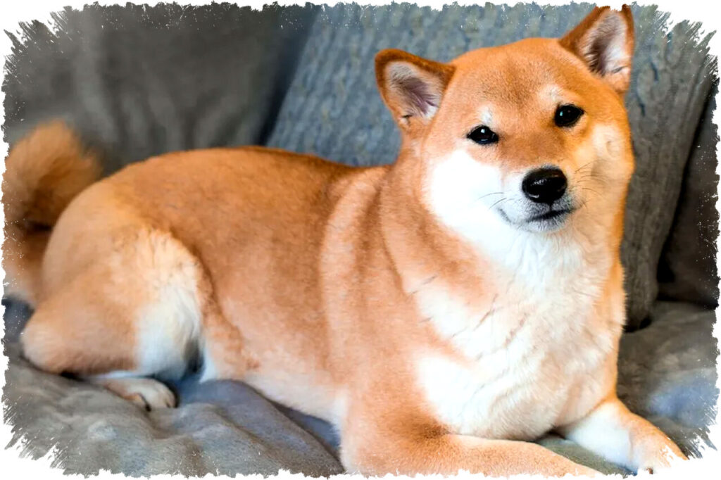 Dogecoin 10 Tahun ke Depan: Pilihan Investasi Bijak atau Risiko Tinggi? Simak Analisis Lengkapnya!