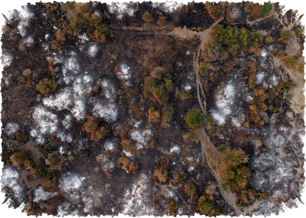 Kebakaran Hutan Patagonia Meluas, Kritik Tajam Terhadap Pemotongan Anggaran Pencegahan oleh Pemerintah Milei