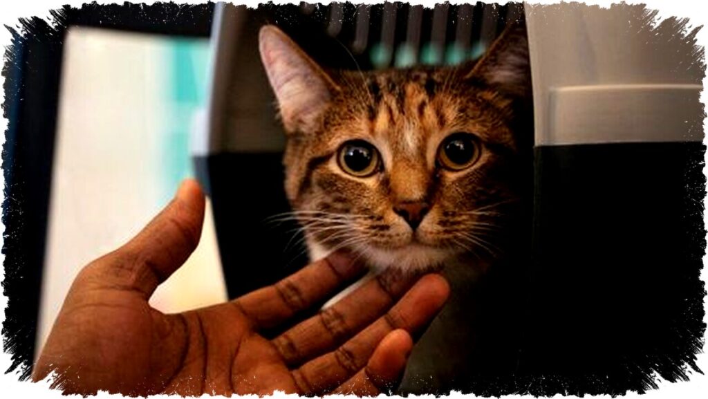 5 Manfaat Memelihara Kucing di Rumah: Turunkan Stres, Jaga Jantung & Sistem Imun Kuat