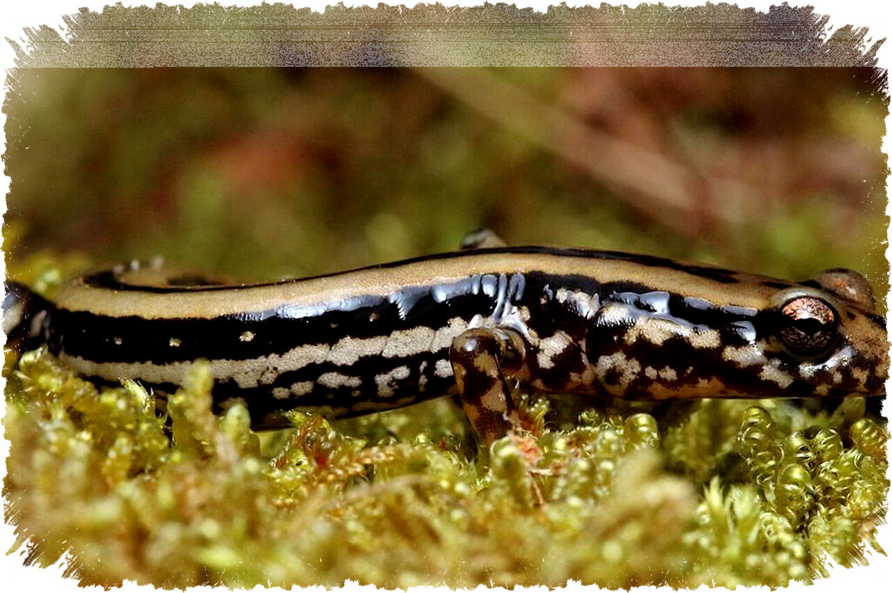 Apakah Ada Salamander di Indonesia? Fakta Penyebaran dan Hewan Mirip yang Perlu Kamu Tahu!