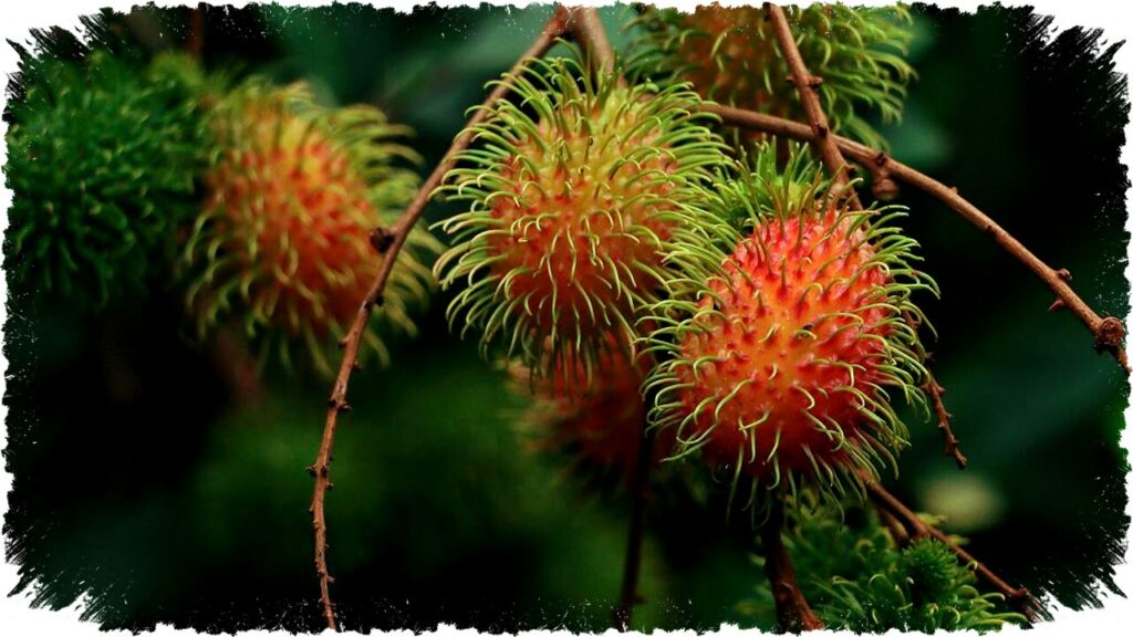 Tips Ampuh Agar Pohon Rambutan Cepat Berbuah, Bukan Sekadar Rimbun Daun dan Ranting!