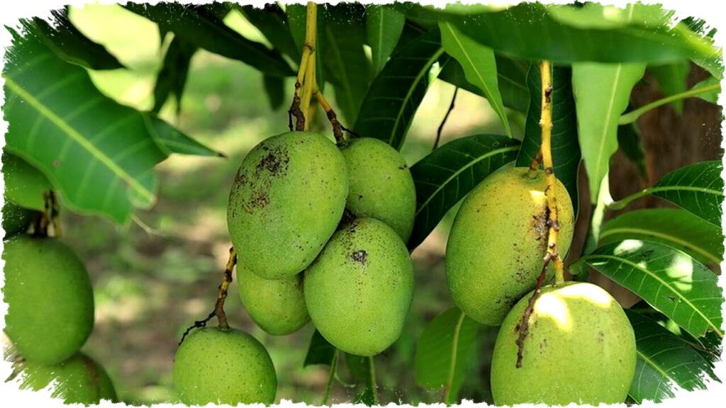 7 Tips Mudah Perawatan Alami Agar Pohon Mangga Cepat Berbuah dan Produktif di Rumah