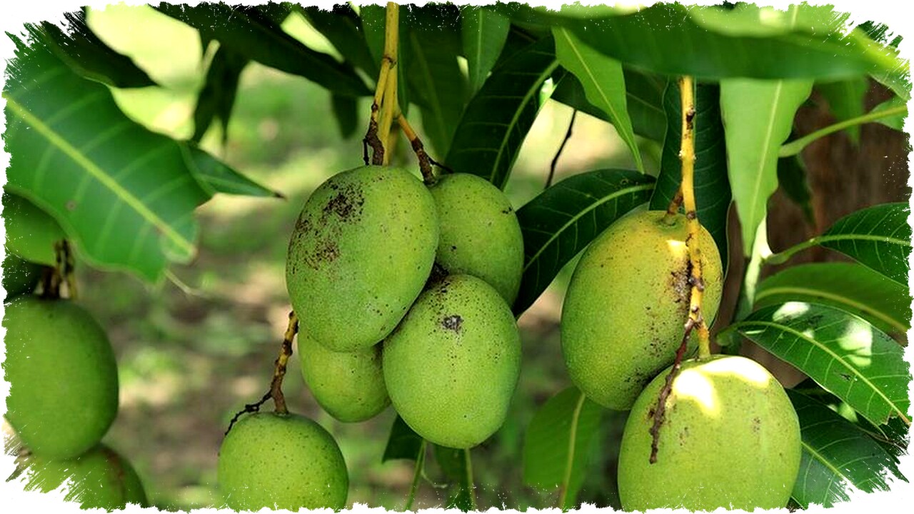 7 Tips Mudah Perawatan Alami Agar Pohon Mangga Cepat Berbuah dan Produktif di Rumah