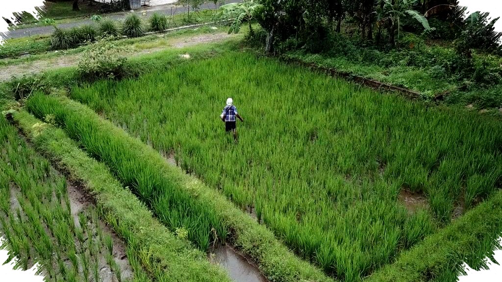 Sidrap Daerah Mana? Lokasi, Sejarah, dan Peranannya Sebagai Lumbung Padi Sulsel