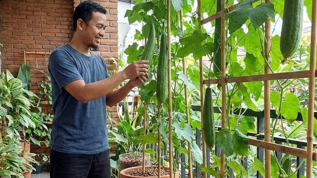 10 Ide Kebun Oyong di Teras Rumah Tanpa Tanah, Panen Melimpah Meski Lahan Terbatas