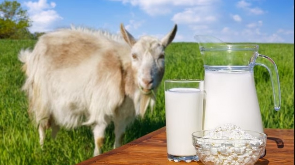 Kenali Bahaya Asam Urat dan Manfaat Susu Kambing Etawa untuk Mencegahnya secara Alami