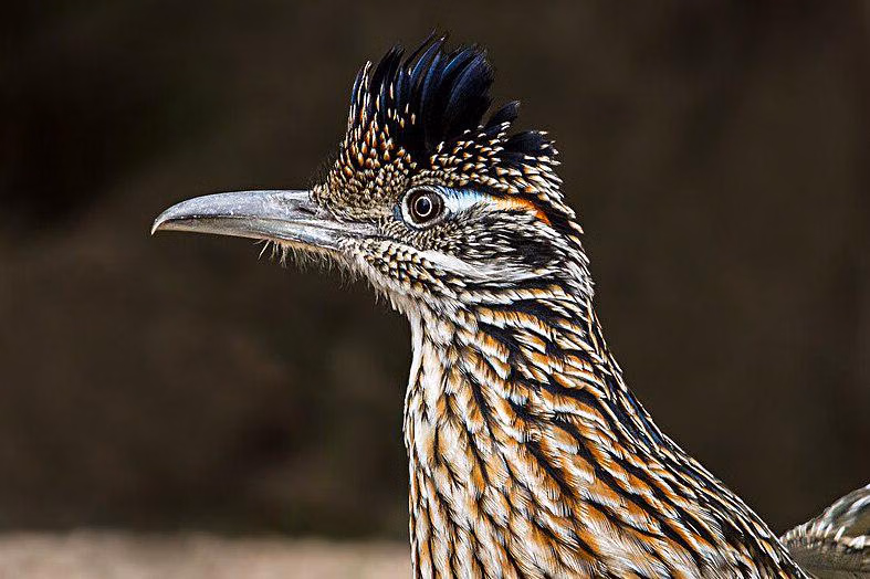 7 Fakta Unik Burung Kangkok Pelari: Benarkah Larinya Lebih Cepat dari Koyote?
