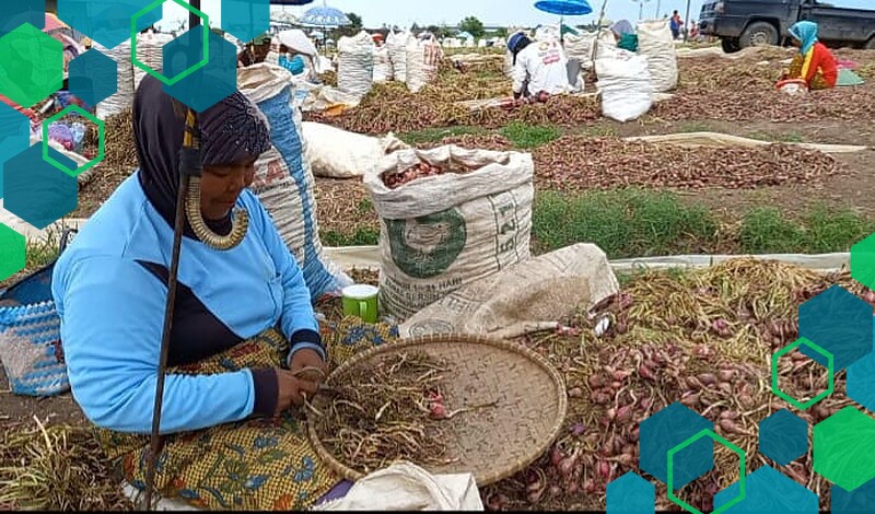 Pasokan Melimpah dari Daerah Lain, Harga Bawang Merah dan Cabai di Brebes Jadi Turun