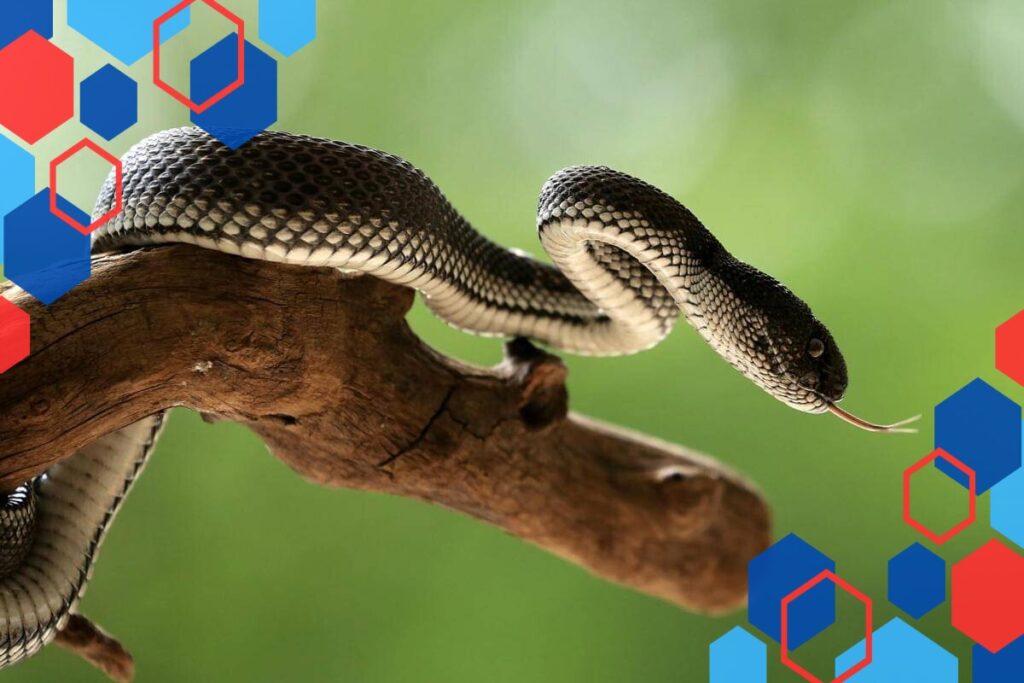 5 Hewan dengan Indra Super Canggih yang Bikin Manusia Terkagum-Kagum