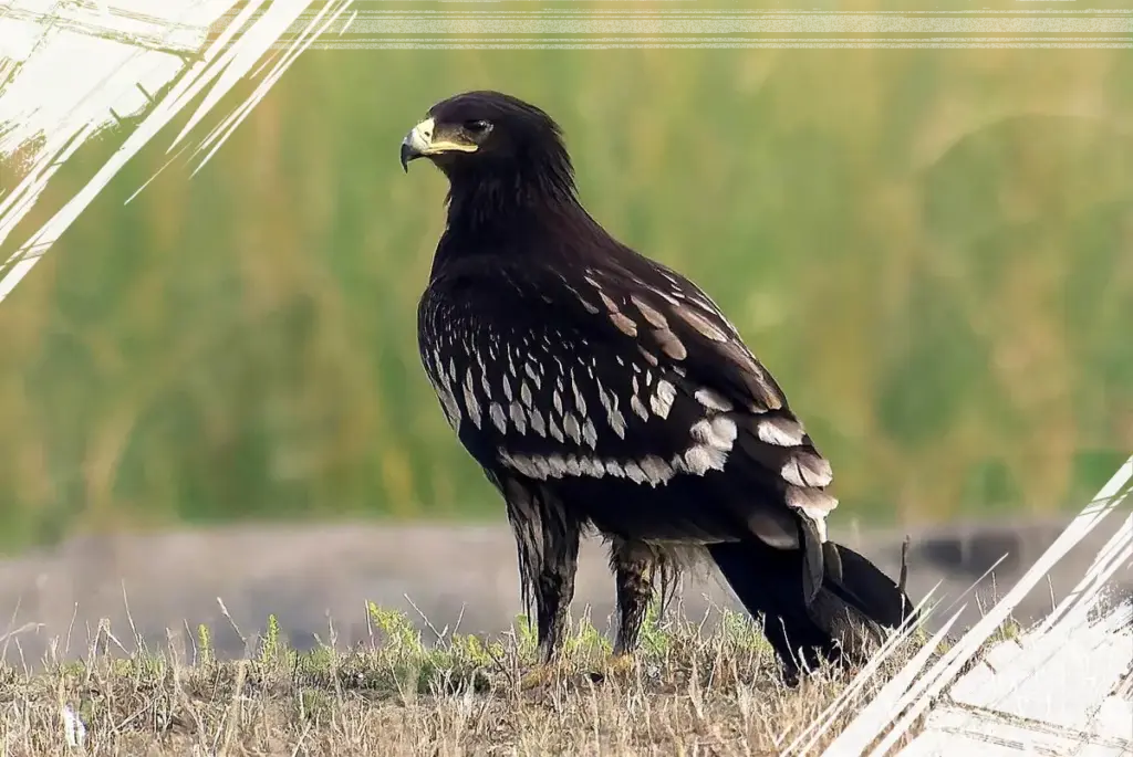 7 Fakta Menarik Burung Rajawali Totol yang Sering Disangka Burung Bangkai