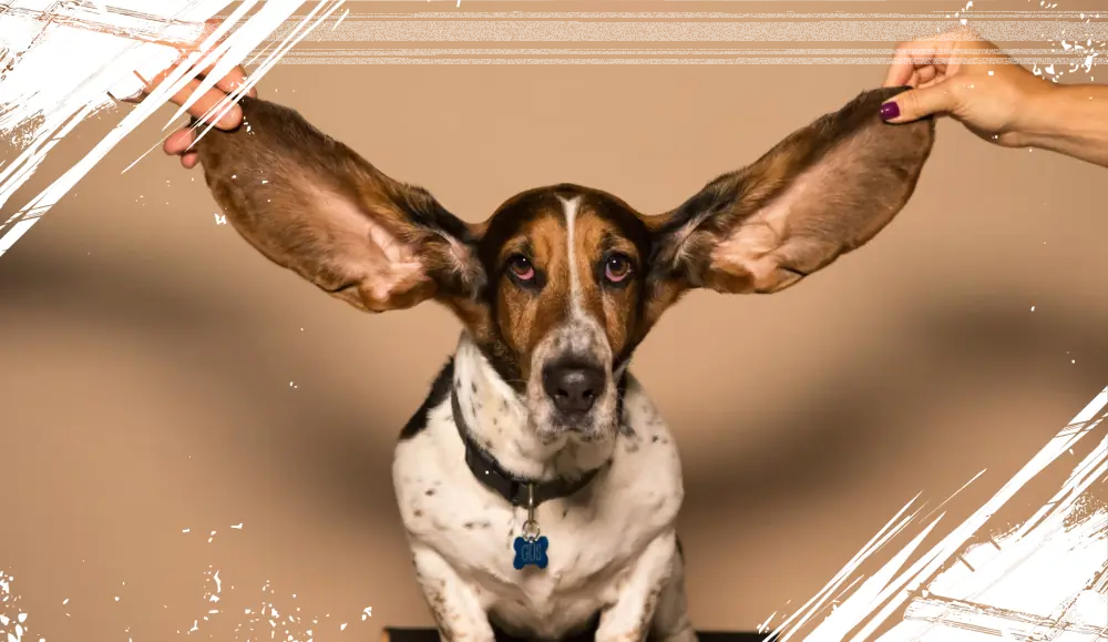 10 Ras Anjing Punya Telinga Lebar yang Lucu dan Bikin Gemas Banget