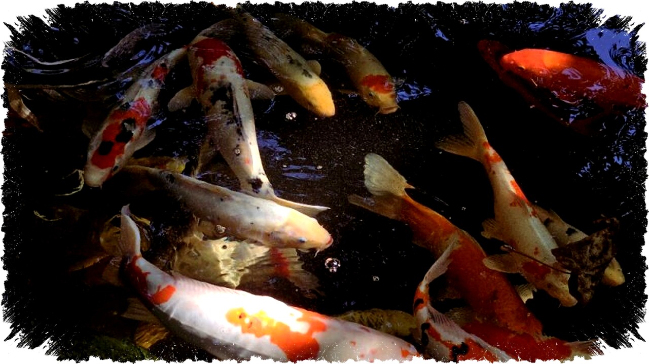 5 Inspirasi Desain Kolam Ikan di Ruang Tamu, Hidupkan Suasana dengan Sentuhan Aesthetic dan Alami!