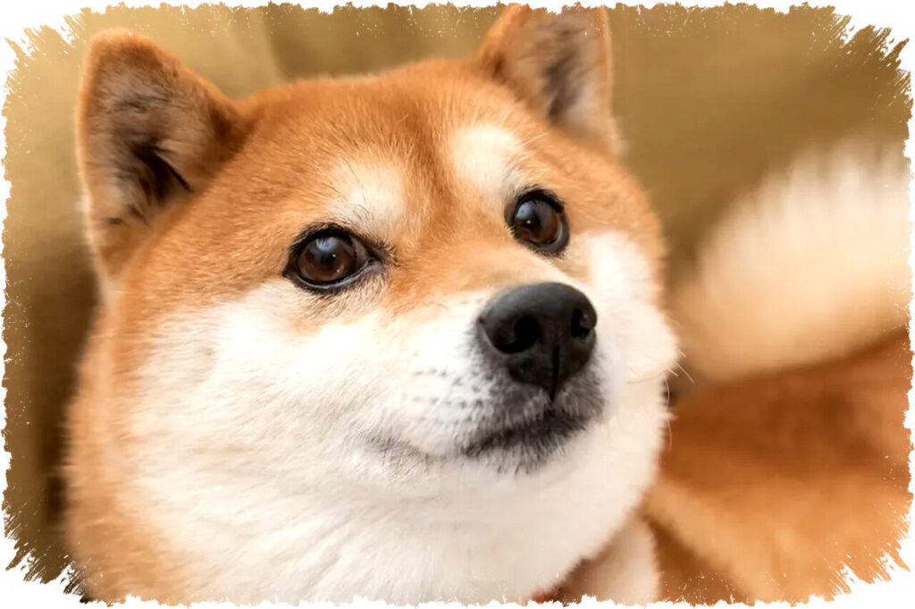 Dogecoin Naik Lebih dari 5% Hari Ini Didukung Data Inflasi Januari yang Lebih Rendah dari Perkiraan