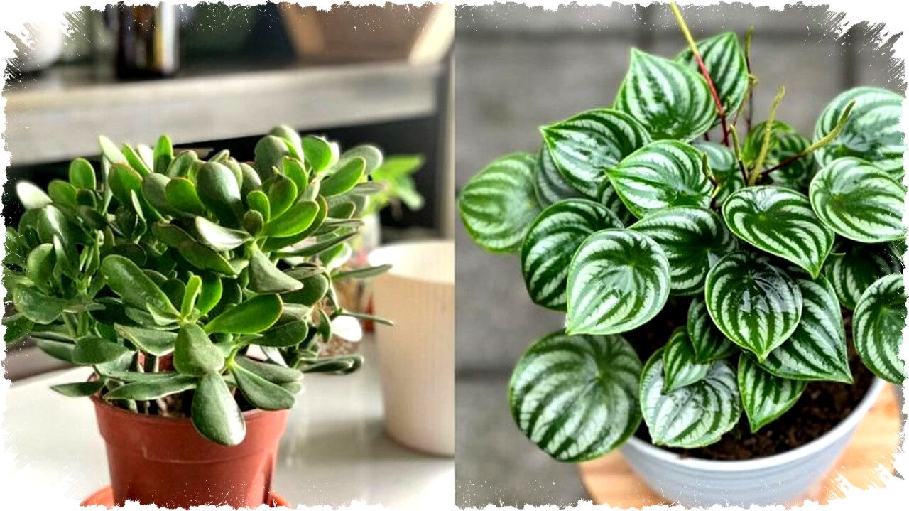 5 Tanaman Daun Kecil Hijau Favorit untuk Mempercantik Rumah Minimalis dan Modern