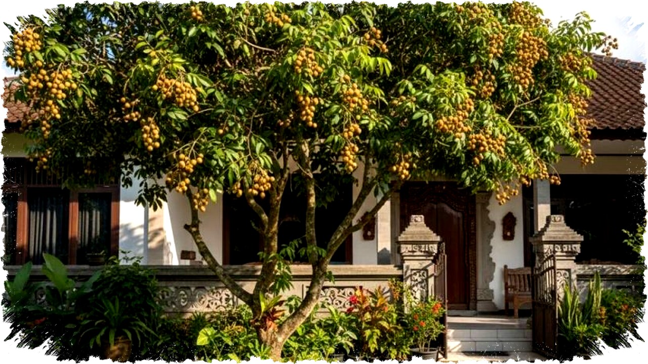 5 Jenis Pohon Kelengkeng Cocok untuk Halaman Rumah: Manis, Produktif, dan Estetis