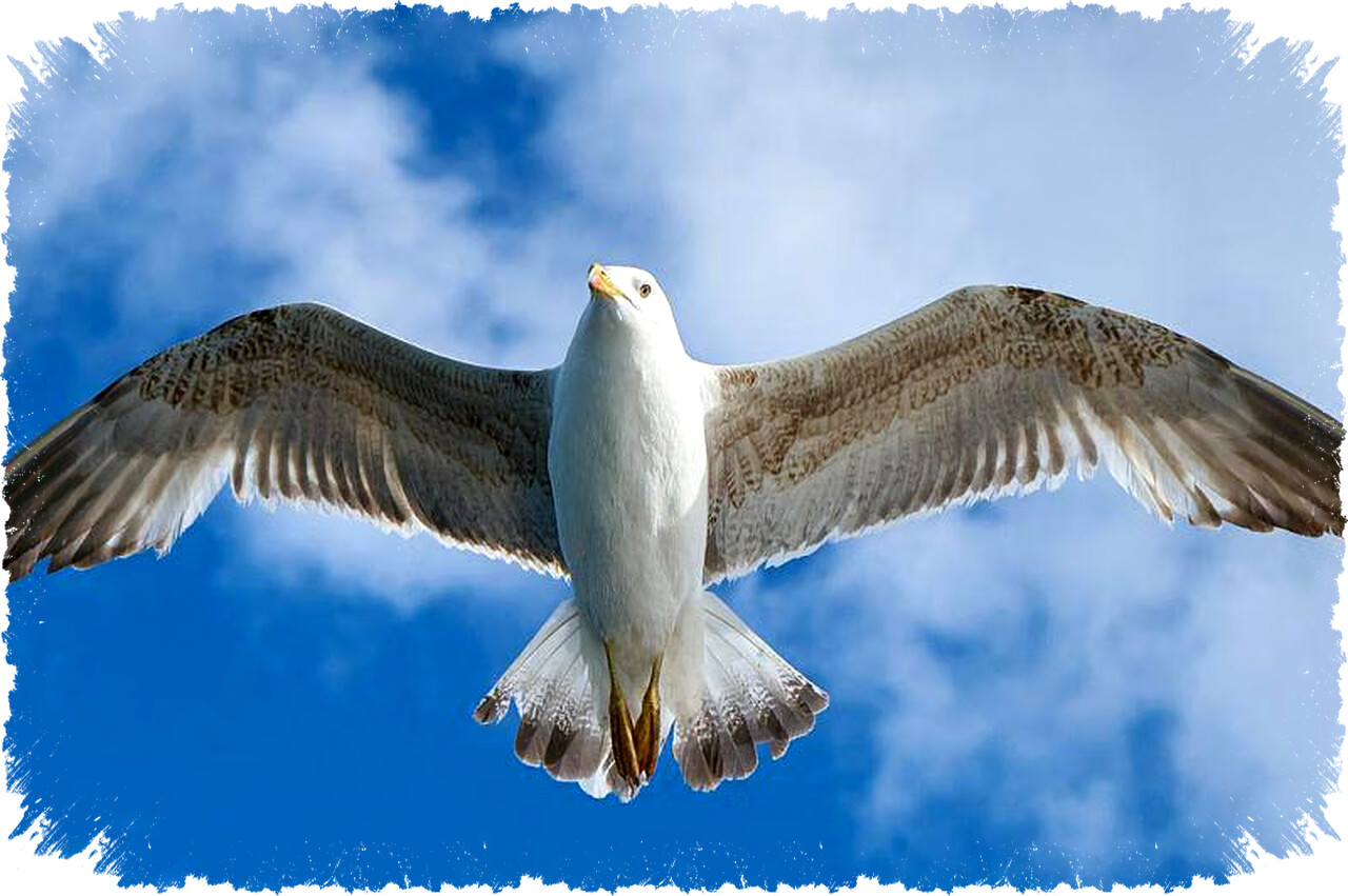 6 Fakta Unik Burung Camar: Cerdas, Ahli Mencuri Makanan, dan Bisa Minum Air Laut