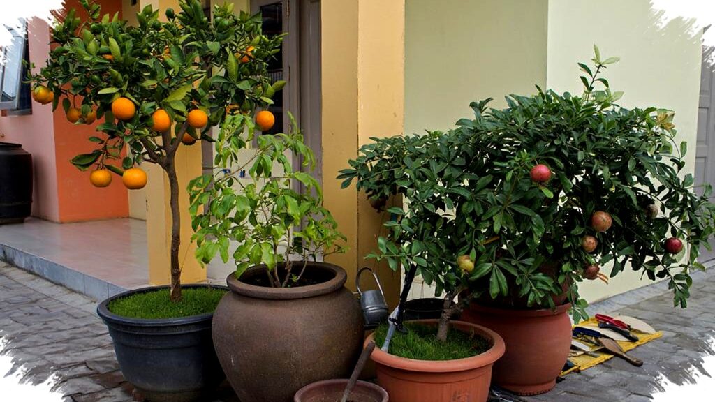 Teras Sempit Tak Lagi Alasan, Kebun Buah Estetik Ini Bisa Berbuah 6 Bulan hingga 1 Tahun