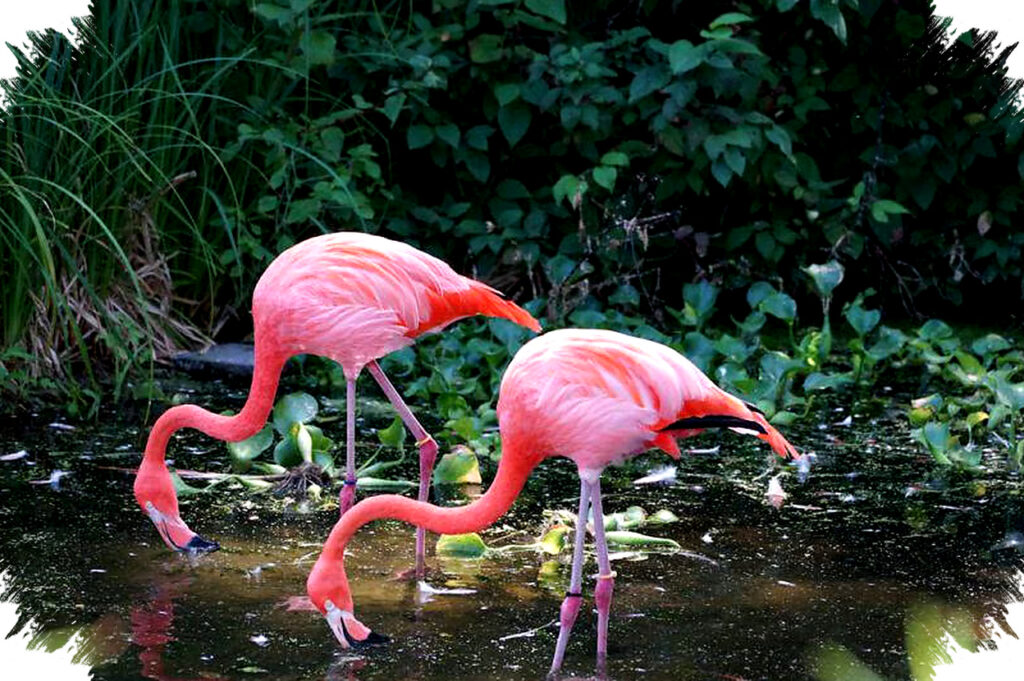 Flamingo Tak Terlahir Pink, Makanan Jadi Penentu Warna Mereka