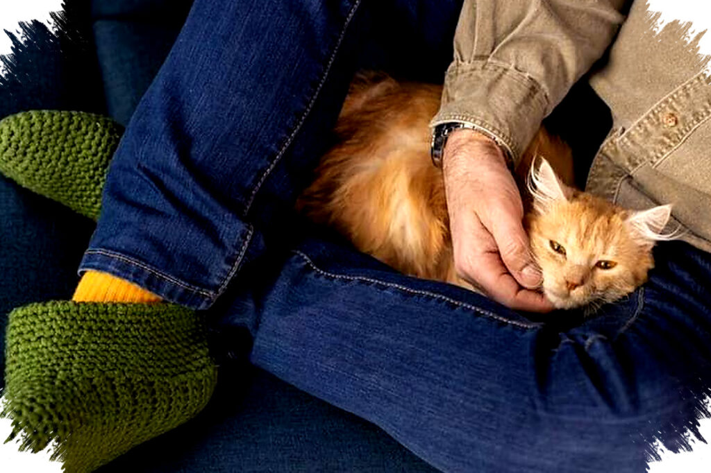 Kenapa Kucing Memilih Pangkuan Kita, Saat Tubuh Manusia Jadi Pemanas Alami Mereka?