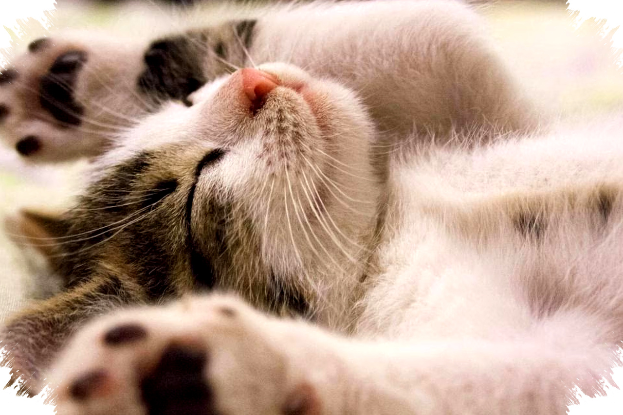 4 Penyebab Bulu Kucing Rontok Yang Sering Terabaikan, Waspadai Dampak Stres dan Infeksi Kulit Pada Kesehatan Peliharaanmu!