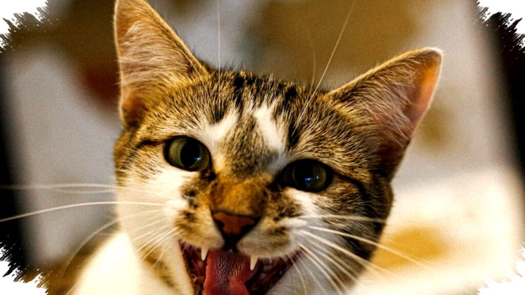 Menerjemahkan Suara Meow Kucing, Rahasia Anabul Berbicara Lewat Meongan yang Jarang Diketahui Pemilik!