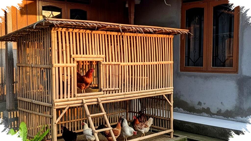 5 Cara Membuat Kandang Ayam Kampung Sederhana dari Bambu, Hemat Budget di Bawah Rp500 Ribu dan Teruji Kokoh!