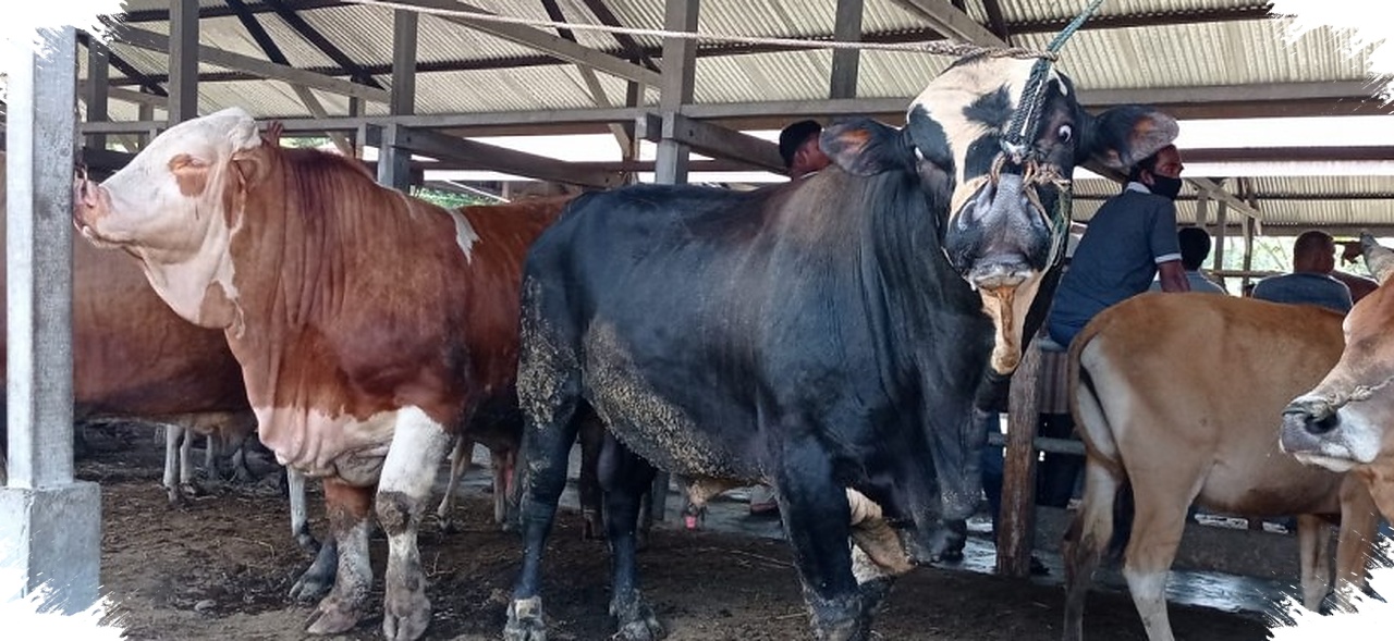 Patungan Sapi Kurban Kian Diminati, Ini Rincian Biaya Per Orang yang Terbaru