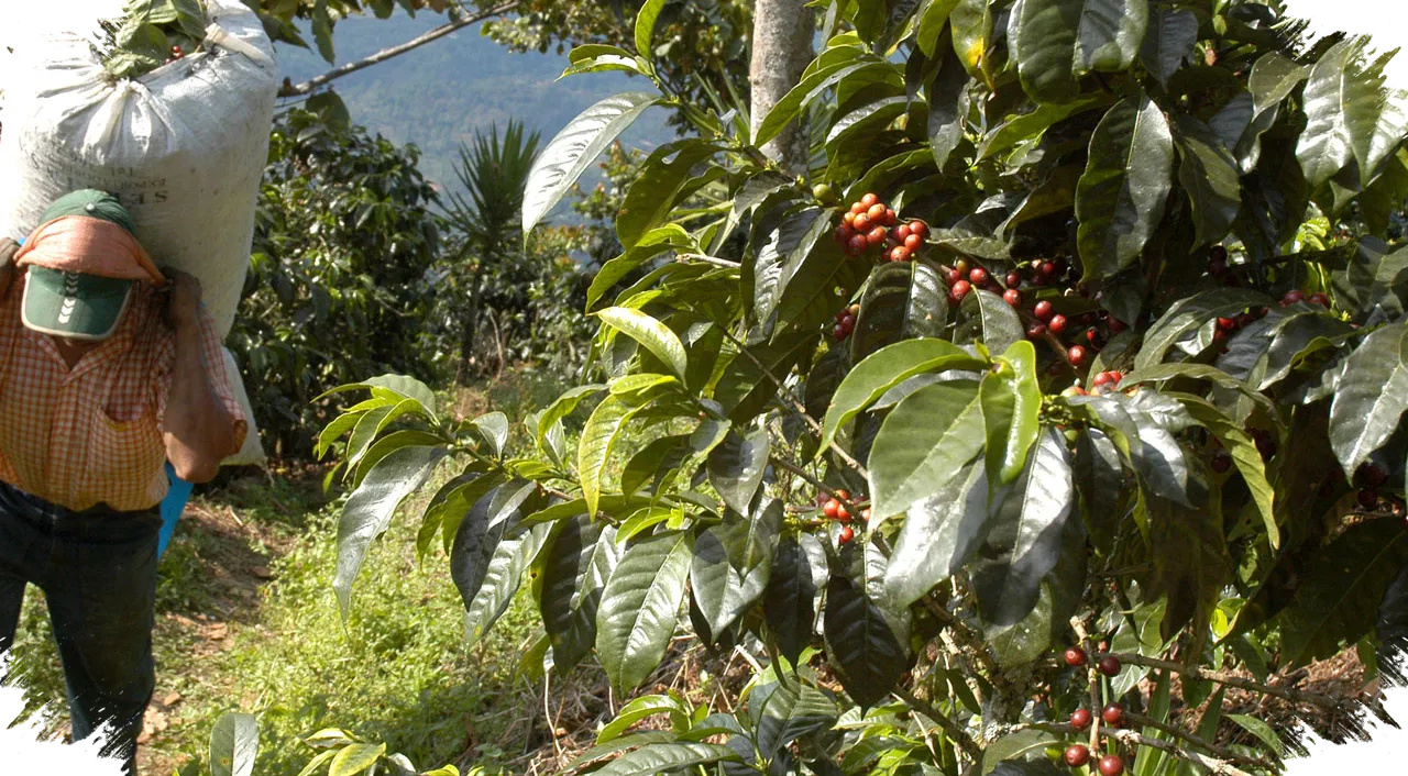 Kopi Melesat, Teh Tertinggal, Kegagalan Sunyi Hilirisasi Komoditas Indonesia