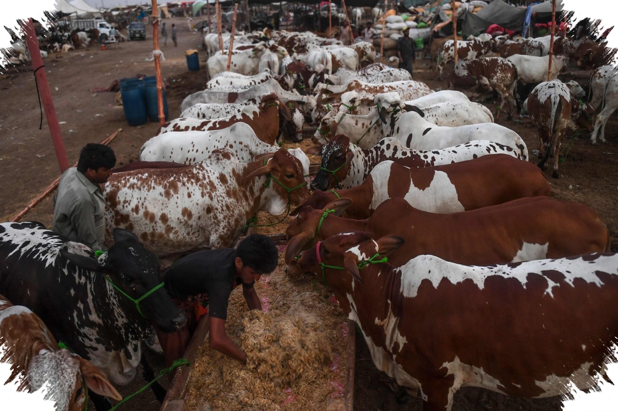 Kontes Sapi Jadi Mesin Ekonomi Peternak, Kementan Dorong Pasar Nasional Jelang Idul Adha