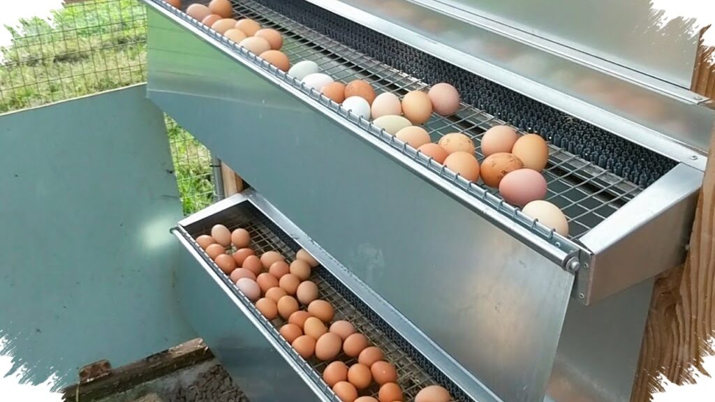 8 Model Kandang Ayam Ini Memangkas Panen Telur Tanpa Masuk, Lebih Cepat dan Minim Ganggu Ayam