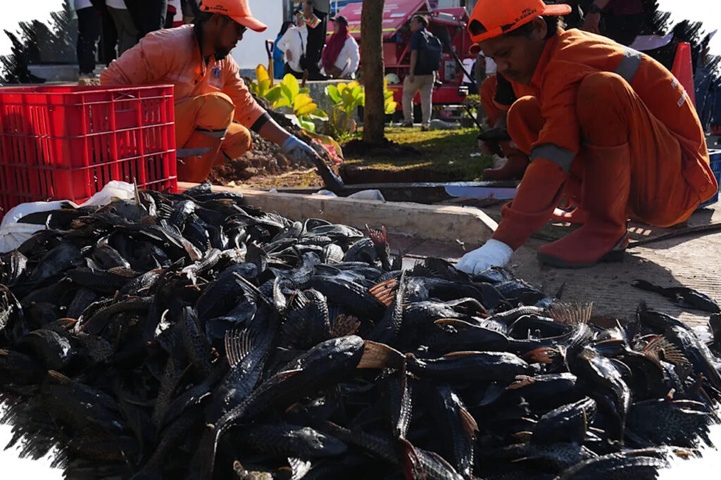 Jakarta Kerahkan Operasi Besar Lawan Sapu-Sapu Invasif, Sungai Kotor Jadi Medan Perang Ekologi