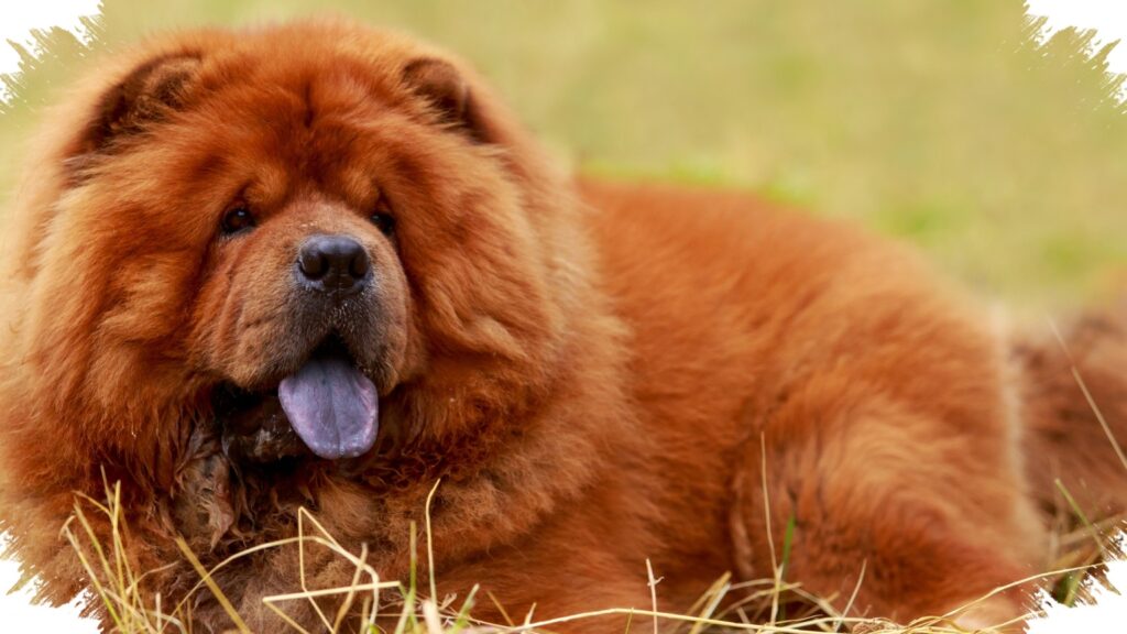 Lidah Biru Pada Anjing Bukan Kelainan, Begini Gen Genetik Di Baliknya