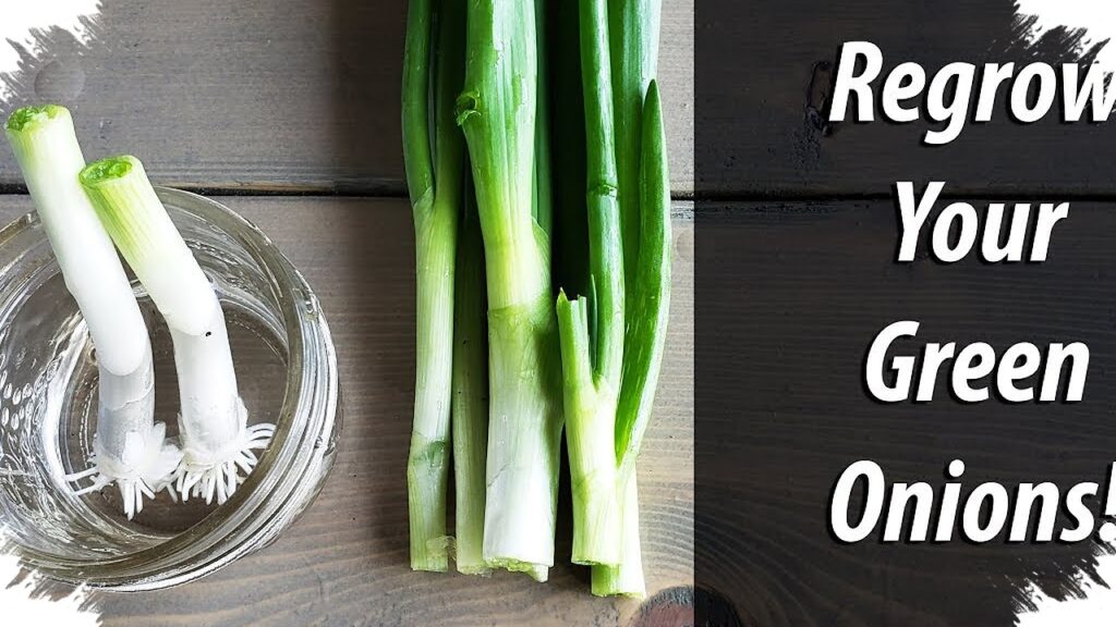 Sisa Akar Daun Bawang Jangan Dibuang, Rendam di Air dan Panen Lagi Cuma Sepekan