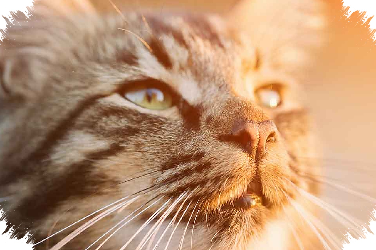 5 Alasan Kumis Kucing Bergerak Maju Mundur, Ternyata Ini Sinyal Emosi dan Insting Berburu Mereka