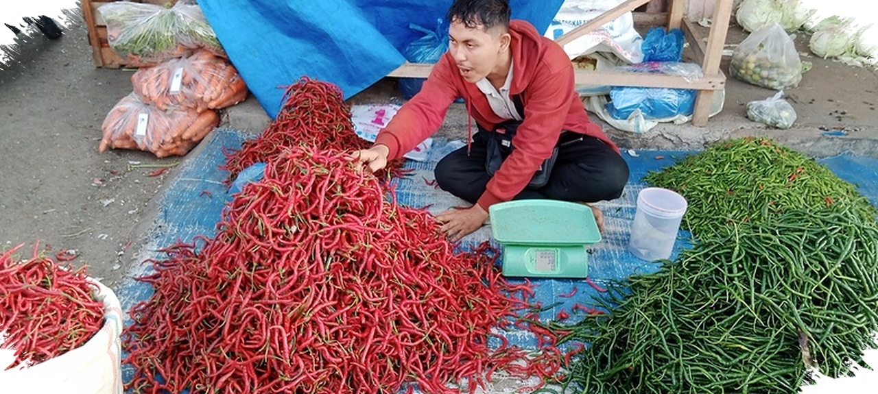 Harga Cabai Merah Aceh Anjlok Tajam, Petani Menghitung Rugi di Tengah Panen Melimpah