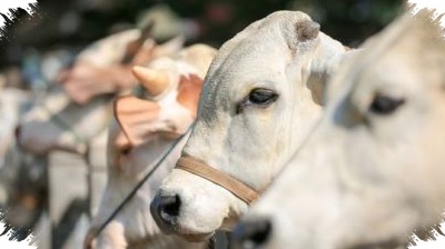 Mau Kurban Tahun Ini, Ini Daftar Harga Kambing dan Sapi yang Wajib Dicek