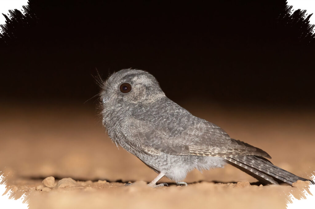 Australian Owlet-Nightjar Bukan Burung Hantu, Suaranya Malah Terasa Aneh di Malam
